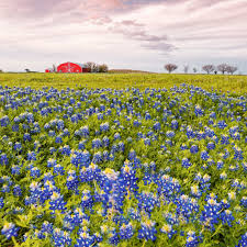 Spring is in the air and lawn service professionals are ready to make dallas lawns look their best. 9 Beautiful Spring Wildflower Drives In Texas Travelawaits