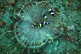 the haddon s anemone whats that fish