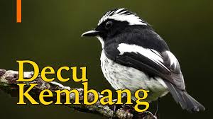 Pada umumnya jenis burung decu merupakan jenis burung yang memiliki. Suara Burung Decu Kembang Sikatan Belang Gacor Youtube