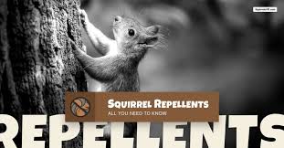 best squirrel repellents natural