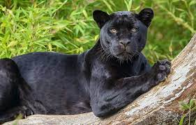 black jaguar beauty in the darkness