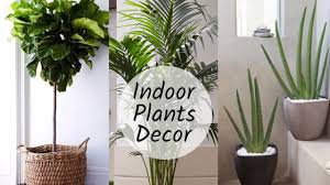 indoor plants in india for decoration