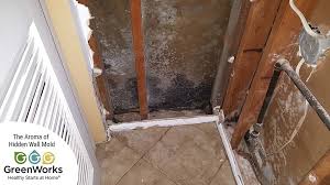 mold management tips for tenants and