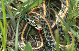 The family covers around one hundred species, including the most common types of snakes such as garter snakes, kingsnakes, rat snakes and coachwhips. 20 Types Of Garter Snakes How To Identify These Garden Snakes Everything Reptiles