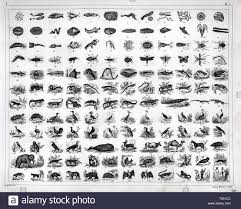 Mink Whale Stock Photos Mink Whale Stock Images Alamy