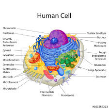 Education Chart Of Biology For Human Cell Diagram Buy This