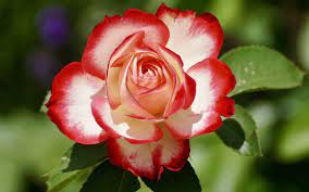 Beautiful 456+ good morning flower images free download for whatsapp. Hd Beautiful Flower Images For Whatsapp Profile Dp