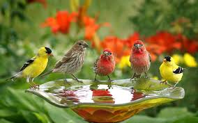 birds wallpapers cute birds drink water