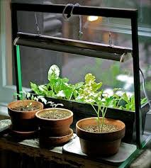 Indoor Herb Or Vegetable Garden