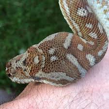 big red snake carpet pythons
