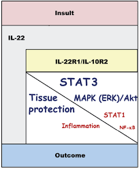 Figure 1 From Il 22 In Tissue Protective Therapy Semantic