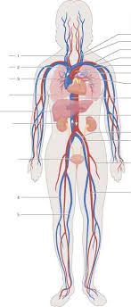Superficial vein collecting blood from the inner leg and thigh and receiving blood from certain veins of the foot; 34 Label The Major Systemic Arteries Labels Database 2020