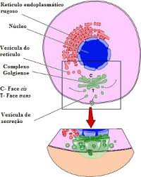 retículo endoplasmático funções do