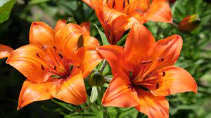 tiger lilies everything you should
