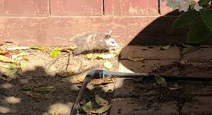 Check spelling or type a new query. What S A Baby Opossum Doing In My Backyard All Alone East Bay Times