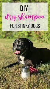 stinky dog this diy dry dog shoo