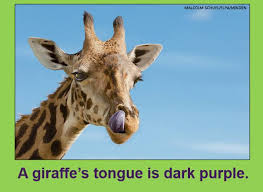 But do you think you know all these unique facts about animals? Ranger Rick Mags Did You Know A Giraffe S Tongue Is Dark Purple For More Animal Trivia Check Out These Fun Wildlife Facts Https Rangerrick Org Animals Animal Facts Funfactfriday Facebook