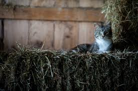 How To Help Your Barn Cat Through The
