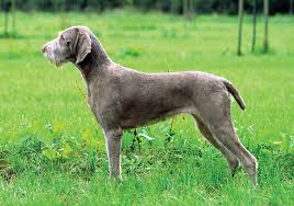 Check out our pudelpointer puppy selection for the very best in unique or custom, handmade pieces from our shops. Wirehaired Slovakian Pointer Breeds