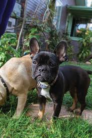 Flight nanny fee is $800. French Bulldogs Are The It Dogs For San Diego Pet Thieves San Diego Reader