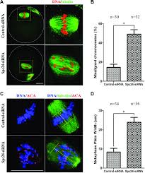 spc24 causes misaligned chromosomes