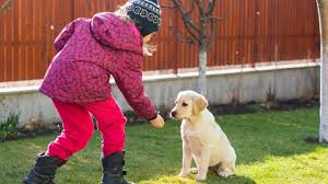 At sirius puppy & dog training we value your puppy's development and your health equally. Research Shows Puppy Training Classes Help Young Dogs For The Rest Of Their Lives Dogtime