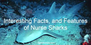 evolutionary origins of the nurse shark