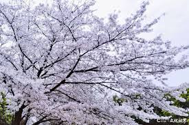 武汉大学的早樱开了，无法回“珈”（珞珈山）的学子们晒起了“那些年的樱花” - 教育- 文化视界