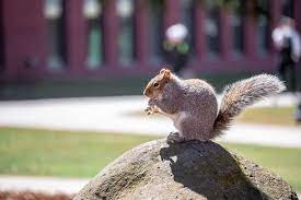 Are Umass Squirrels Furry Friends Or