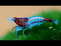 The History Of Neocaridina Shrimp How We Have Bred New Colors Into The Line From Red Cherry Shrimp