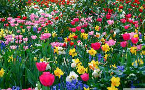 free desktop wallpapers spring flowers