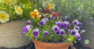 10 Easy To Grow Fall Flowers Growing