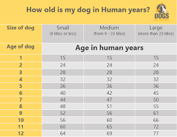Dogs And Human Age