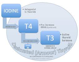 Solving The Thyroid Puzzle Resveratrolnews Com