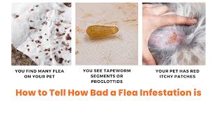 how to tell how bad a flea infestation