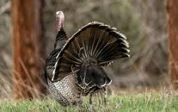 where-is-the-best-place-to-hunt-merriam-turkeys