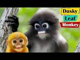 endangered dusky leaf monkey