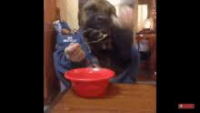 But it's important to realize that, with a few. Dog With Human Hands Gifs Tenor