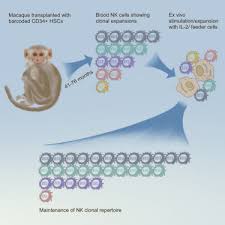 expanded nk cells used for adoptive