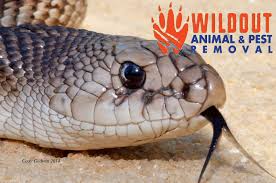 Pest Control Company To Remove Snakes