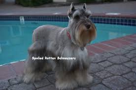 History Of Toy And Teacup Schnauzers