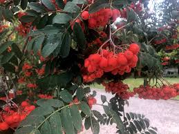 rowan berries