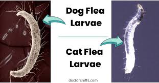 what do flea larvae look like and
