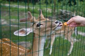 How To Keep Deer Out Of Your Corn 6