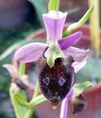 Ophrys biscutella O.Danesch & E.Danesch - Portale della Flora d ...