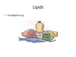 ppt lipids powerpoint presentation