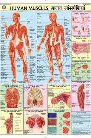 Human Muscles For Human Physiology Chart