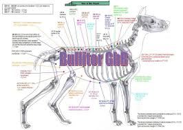 Bullitor Important Points In Dog Acupuncture 16 Charts