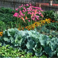 Plants And Vegetables For Your Garden