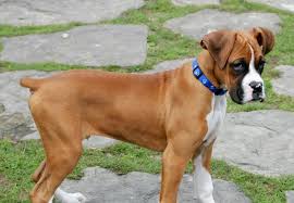 boxers and tail docking your questions